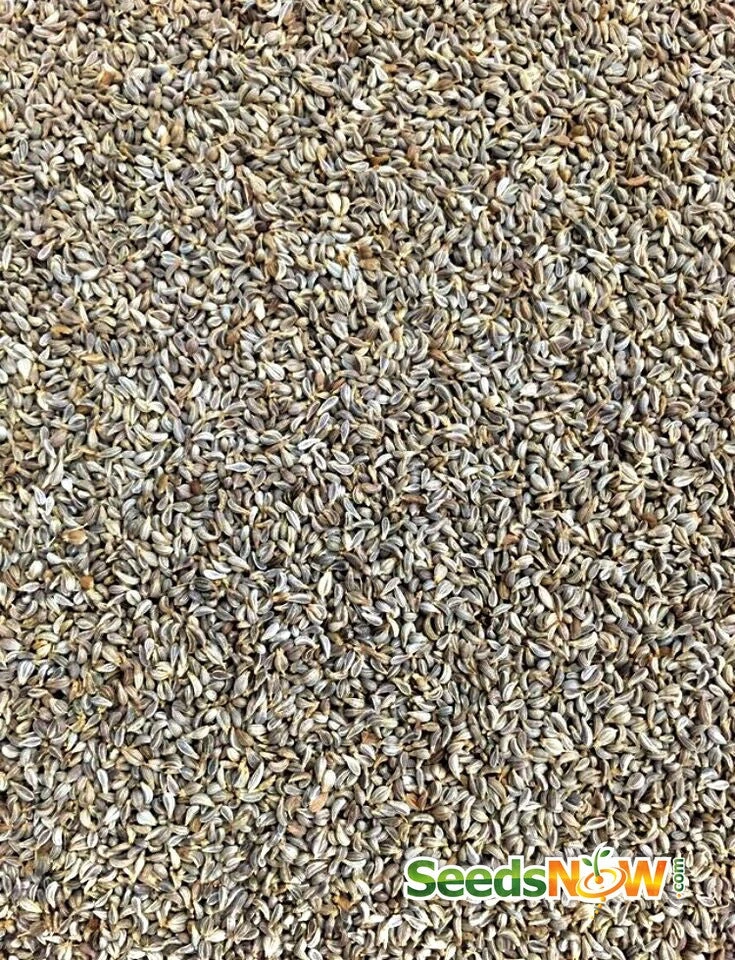 Parsley - Evergreen 5 Parsley - Evergreen - Image 3