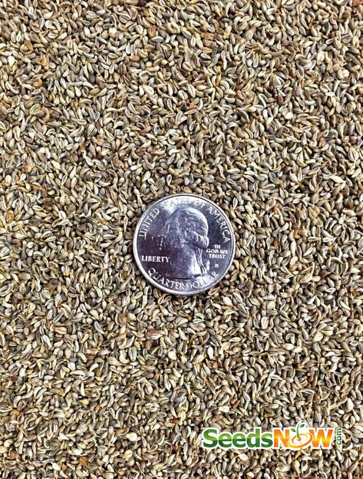 Parsley - Evergreen 6 Parsley - Evergreen - Image 4