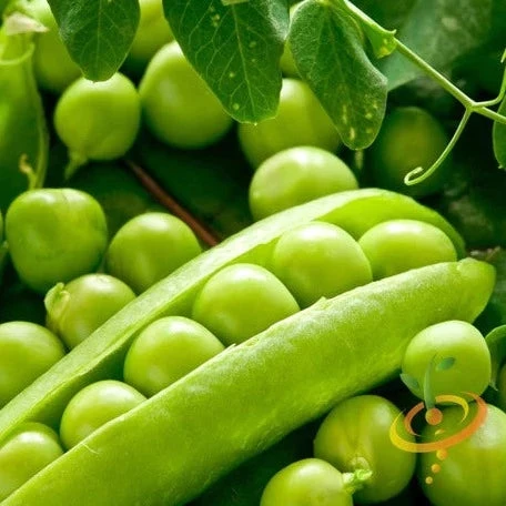 Pea - Alaska Early (Earliest Of All) 3 Pea - Alaska Early (Earliest Of All)