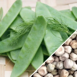 Pea (Snow) - Oregon Giant 27 Pea (Snow) - Oregon Giant -Speed now Pea Oregon Giant seeds