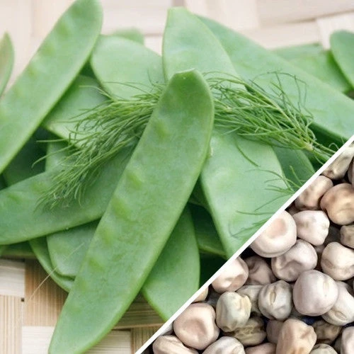 Pea (Snow) - Oregon Giant 14 Pea (Snow) - Oregon Giant - Image 12