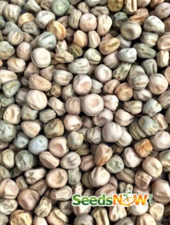 Pea (Snow) - Oregon Giant 29 Pea (Snow) - Oregon Giant -Speed now Pea Oregon Giant seeds now 2