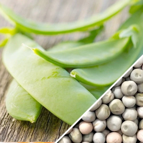 Pea - Oregon Sugar Pod 4 Pea - Oregon Sugar Pod - Image 2
