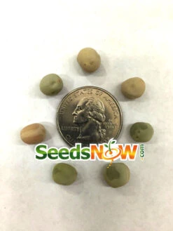 Pea - Oregon Sugar Pod 15 Pea - Oregon Sugar Pod -Speed now Pea Oregon Sugar Pod seeds 3