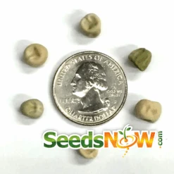 Pea (Snap) - Sugar Ann -Speed now Pea Sugar Ann seeds now 1