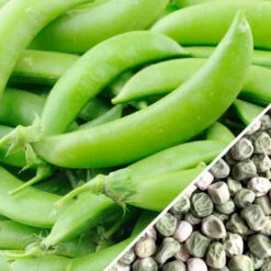 Pea (Snap) - Sugar 21 Pea (Snap) - Sugar -Speed now Pea Sugar Snap seeds now