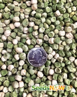 Pea (Snap) - Sugar 20 Pea (Snap) - Sugar -Speed now Pea Sugar Snap seeds now 2