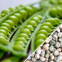 Pea - Wando -Speed now Pea Wando seeds now