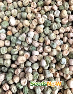 Pea - Wando -Speed now Pea Wando seeds now 2