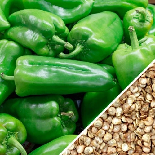 Pepper (Hot) - Ancho Grande 🔥 8 Pepper (Hot) - Ancho Grande 🔥 - Image 6