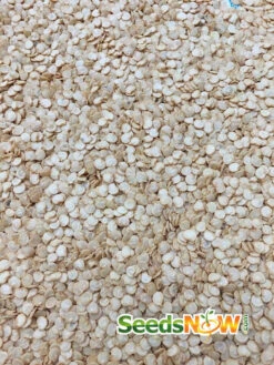 Pepper (Sweet) - California Wonder 16 Pepper (Sweet) - California Wonder -Speed now Pepper California Wonder seeds now 1