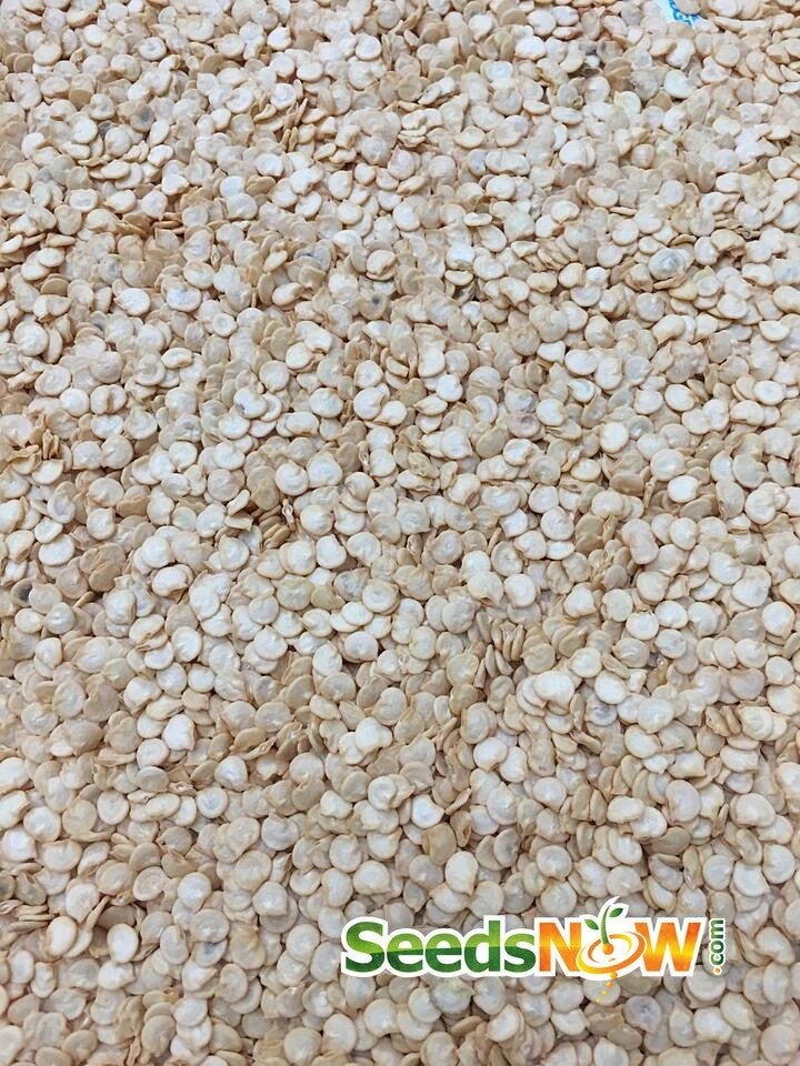 Pepper (Sweet) - California Wonder 9 Pepper (Sweet) - California Wonder - Image 7