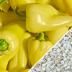 Pepper (Hot) - Jalapeño, Yellow (Caloro) 🔥 -Speed now Pepper Caloro seeds