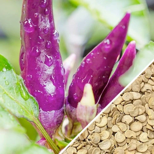Pepper (Hot) - Cayenne, Purple 🔥🔥🔥 6 Pepper (Hot) - Cayenne, Purple 🔥🔥🔥 - Image 4