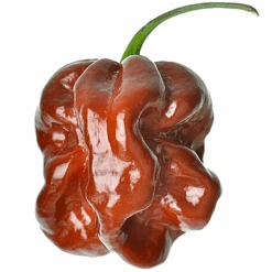 Pepper (Hot) - Habanero, Chocolate 🔥🔥🔥🔥🔥 12 Pepper (Hot) - Habanero, Chocolate 🔥🔥🔥🔥🔥 -Speed now Pepper Habanero Chocolate seeds