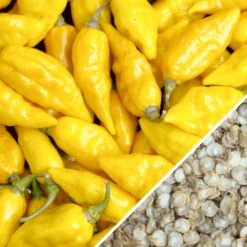Pepper (Hot) - Devil's Tongue, Yellow 🔥🔥🔥🔥🔥 15 Pepper (Hot) - Devil's Tongue, Yellow 🔥🔥🔥🔥🔥 -Speed now Pepper Habanero Lemon seeds 500x 13896ff7 9a59 41a7 ba67 396c517f6373