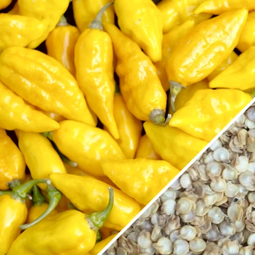 Pepper (Hot) - Devil's Tongue, Yellow 🔥🔥🔥🔥🔥 9 Pepper (Hot) - Devil's Tongue, Yellow 🔥🔥🔥🔥🔥 - Image 7