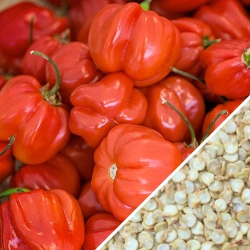 Pepper (Hot) - Habanero, Red Caribbean 🔥🔥🔥🔥🔥 8 Pepper (Hot) - Habanero, Red Caribbean 🔥🔥🔥🔥🔥 - Image 6