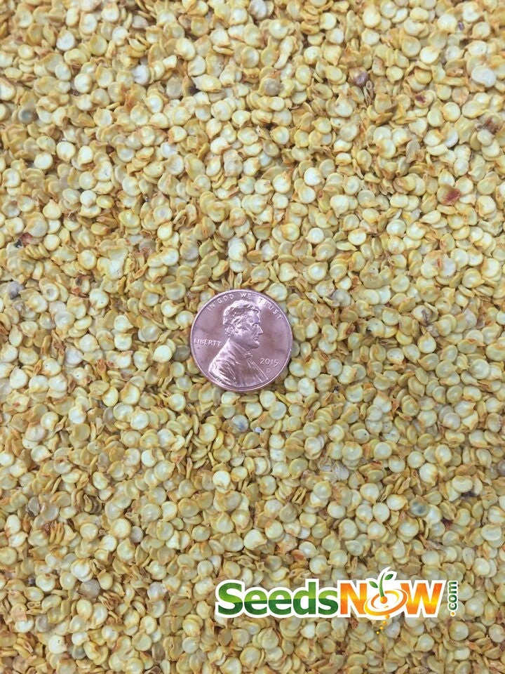 Pepper (Hot) - Habanero, Red Caribbean 🔥🔥🔥🔥🔥 10 Pepper (Hot) - Habanero, Red Caribbean 🔥🔥🔥🔥🔥 - Image 8