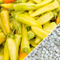 Pepper (Hot) - Hungarian Hot Wax 🔥 -Speed now Pepper Hungarian Hot Wax seeds now