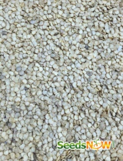 Pepper (Hot) - Hungarian Hot Wax 🔥 -Speed now Pepper Hungarian Hot Wax seeds now 2