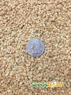 Pepper (Hot) - Jalapeño, Green 🔥🔥 19 Pepper (Hot) - Jalapeño, Green 🔥🔥 -Speed now Pepper Jalapeno seeds d22b4bd4 ba58 4d2a b2c5 7ffff4bd2dba