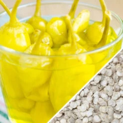 Pepper (Hot) - Pepperoncini 🔥 -Speed now Pepper Pepperoncini seeds