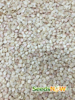 Pepper (Hot) - Poblano 🔥 -Speed now Pepper Poblano seeds 2