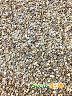 Pepper (Hot) - Pretty Purple 🔥🔥🔥🔥 15 Pepper (Hot) - Pretty Purple 🔥🔥🔥🔥 -Speed now Pepper Pretty Purple HOT seeds 2