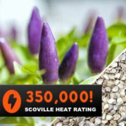 Pepper (Hot) - Pretty Purple 🔥🔥🔥🔥 12 Pepper (Hot) - Pretty Purple 🔥🔥🔥🔥 -Speed now Pepper Pretty Purple HOT seeds 3f152d9d ef9b 44bf af24 afcfab497e0f