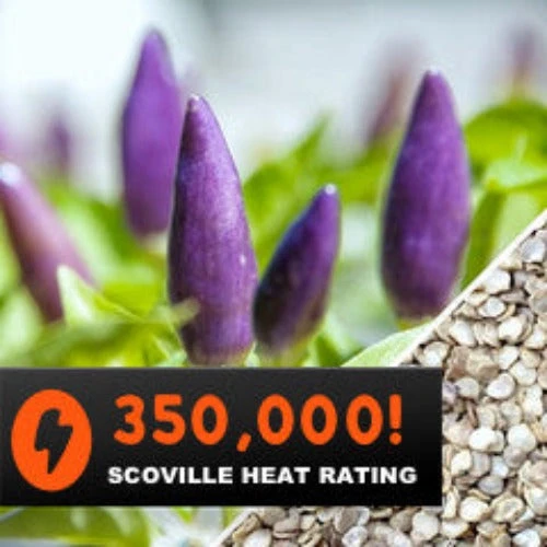 Pepper (Hot) - Pretty Purple 🔥🔥🔥🔥 6 Pepper (Hot) - Pretty Purple 🔥🔥🔥🔥 - Image 4