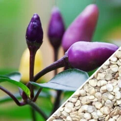 Pepper (Hot) - Purple Tiger 🔥🔥 14 Pepper (Hot) - Purple Tiger 🔥🔥 -Speed now Pepper Purple Tiger seeds