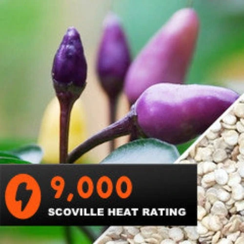 Pepper (Hot) - Purple Tiger 🔥🔥 7 Pepper (Hot) - Purple Tiger 🔥🔥 - Image 5