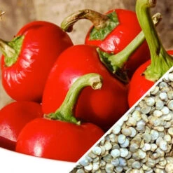 Pepper (Hot) - Cherry, Red π₯π₯ 13 Pepper (Hot) - Cherry, Red π₯π₯ -Speed now Pepper Red Hot Cherry seeds