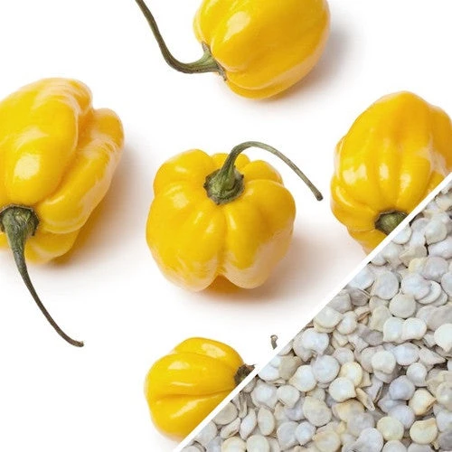Pepper (Hot) - Scotch Bonnet, Yellow 🔥🔥🔥 8 Pepper (Hot) - Scotch Bonnet, Yellow 🔥🔥🔥 - Image 6