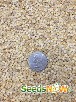 Pepper (Hot) - Scotch Bonnet, Yellow 🔥🔥🔥 16 Pepper (Hot) - Scotch Bonnet, Yellow 🔥🔥🔥 -Speed now Pepper Scotch Bonnet Yellow seeds 2