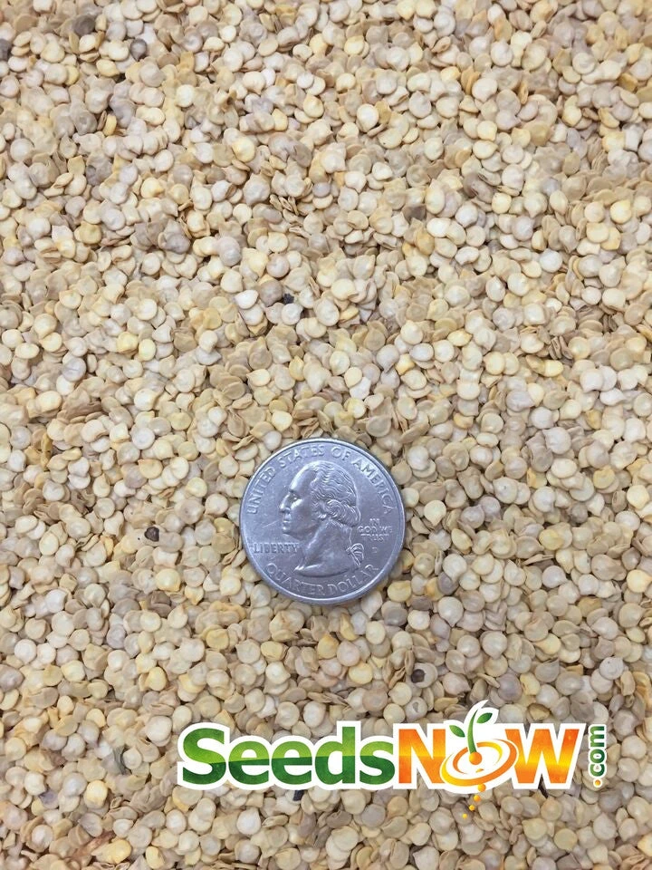 Pepper (Hot) - Scotch Bonnet, Yellow 🔥🔥🔥 9 Pepper (Hot) - Scotch Bonnet, Yellow 🔥🔥🔥 - Image 7