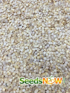 Pepper (Hot) - Scotch Bonnet, Yellow 🔥🔥🔥 17 Pepper (Hot) - Scotch Bonnet, Yellow 🔥🔥🔥 -Speed now Pepper Scotch Bonnet Yellow seeds 3