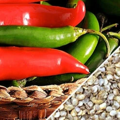 Pepper (Hot) - Serrano Tampiqueno 🔥🔥 12 Pepper (Hot) - Serrano Tampiqueno 🔥🔥 -Speed now Pepper Serrano Tampiqueno seeds
