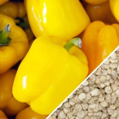 Pepper (Sweet) - Sunbright Yellow 11 Pepper (Sweet) - Sunbright Yellow -Speed now Pepper Sun Bright Yellow seeds
