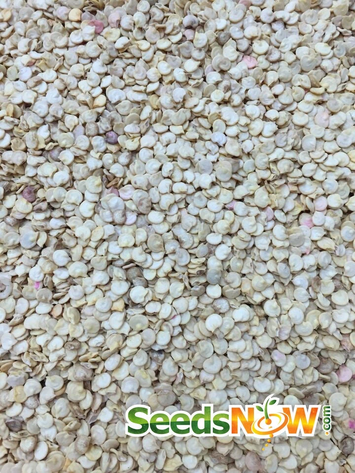 Pepper (Sweet) - Sunbright Yellow 8 Pepper (Sweet) - Sunbright Yellow - Image 6