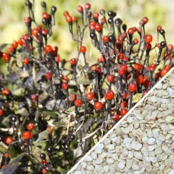Pepper (Hot) - Tepin 🔥🔥🔥 11 Pepper (Hot) - Tepin 🔥🔥🔥 -Speed now Pepper Tepin seeds