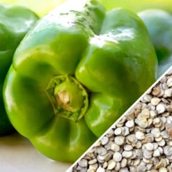 Pepper (Sweet) - Yolo Wonder 19 Pepper (Sweet) - Yolo Wonder -Speed now Pepper Yolo Wonder seed