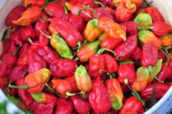 Pepper (Hot) - Ghost Chili/Bhut Jolokia 🔥🔥🔥🔥🔥🔥🥵 (HYBRID) -Speed now Pepper Hot GhostChili BhutJolokia1