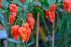 Pepper (Hot) - Ghost Chili/Bhut Jolokia 🔥🔥🔥🔥🔥🔥🥵 (HYBRID) -Speed now Pepper Hot GhostChili BhutJolokia2