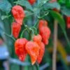 Pepper (Hot) - Ghost Chili/Bhut Jolokia 🔥🔥🔥🔥🔥🔥🥵 (HYBRID) 1 Pepper (Hot) - Ghost Chili/Bhut Jolokia 🔥🔥🔥🔥🔥🔥🥵 (HYBRID) -Speed now Pepper Hot GhostChili BhutJolokia2 48ba87f0 c380 4463 b634 9778f9c95ed6