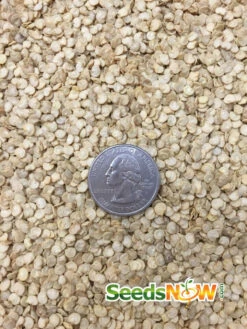 Pepper (Hot) - Pepperoncini 🔥 -Speed now Pepper MILD HOT Italian Pepperoncini seeds 2