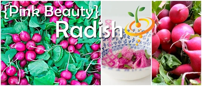 Radish - Beauty, Pink 9 Radish - Beauty, Pink - Image 7