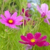 Wildflowers - Cosmos Flower Scatter Garden Seed Mix