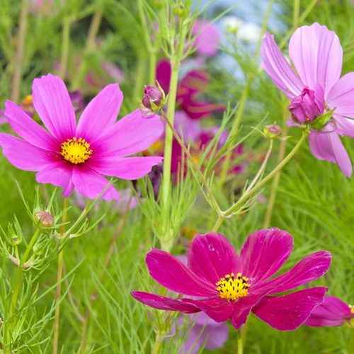 Wildflowers - Cosmos Flower Scatter Garden Seed Mix 3 Wildflowers - Cosmos Flower Scatter Garden Seed Mix